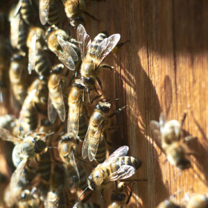 Méhészeknek